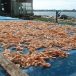 Vietnam shrimp POR19 antidumping case study — frozen shrimp export, U.S. trade-defense procedural volatility analysis by Lotus Investment Group