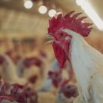 CP Việt Nam Livestock – Hồ sơ doanh nghiệp và triển vọng chiến lược — Lotus Investment Group