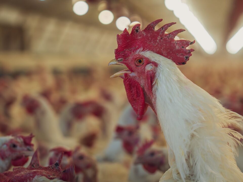 CP Việt Nam Livestock – Hồ sơ doanh nghiệp và triển vọng chiến lược — Lotus Investment Group